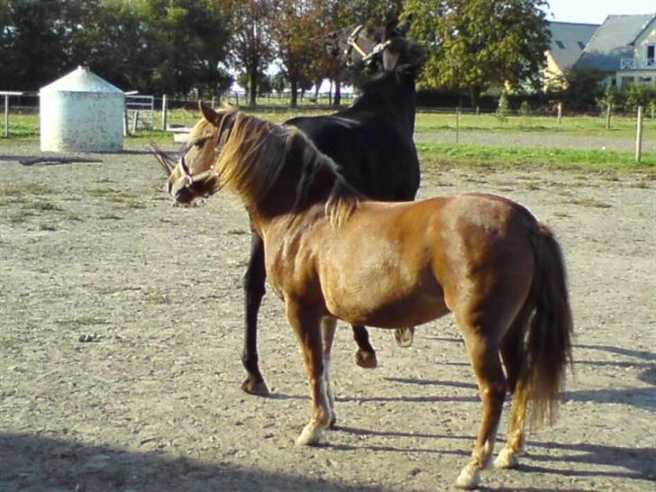 Anden særlig race Doncan   **SOLGT** - Donna og Dancan billede 9