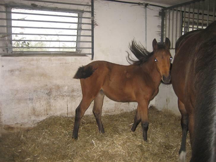 Dansk Varmblod Gram`s Victory billede 2