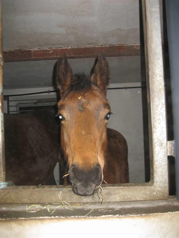 Dansk Varmblod Gram`s Victory billede 3