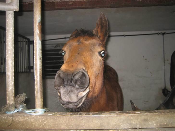 Dansk Varmblod Gram`s Victory billede 4