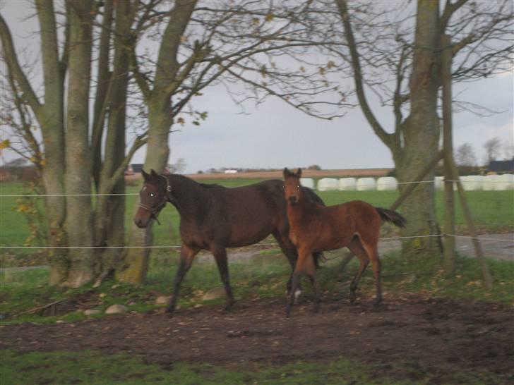 Dansk Varmblod Gram`s Victory billede 5