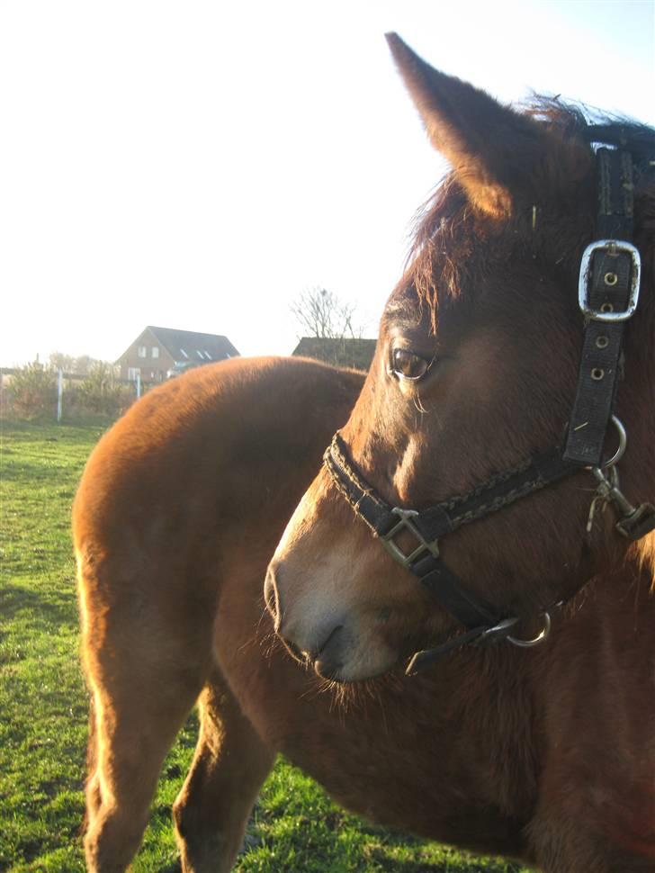 Dansk Varmblod Gram`s Victory - vinter D.13-12-09(: foto mig billede 6