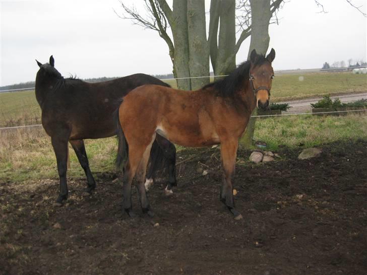 Dansk Varmblod Gram`s Victory billede 7