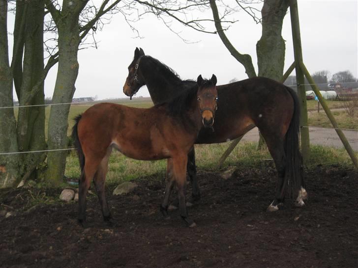 Dansk Varmblod Gram`s Victory billede 8