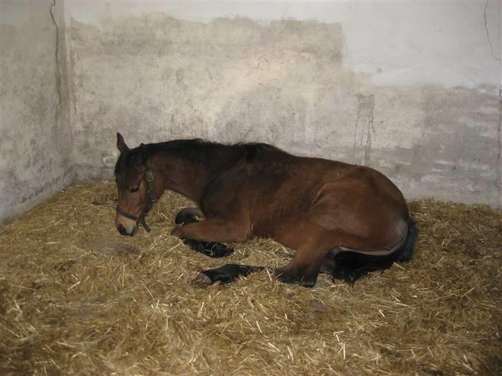 Dansk Varmblod Gram`s Victory - Tar mig lige en lur:b billede 9