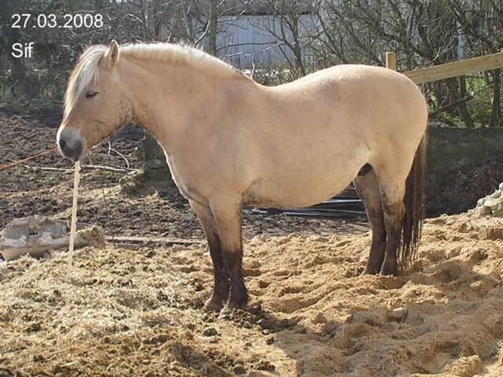 Fjordhest Sif Dybdal 1997 R.I.P  billede 1