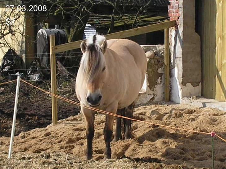 Fjordhest Sif Dybdal 1997 R.I.P  billede 2