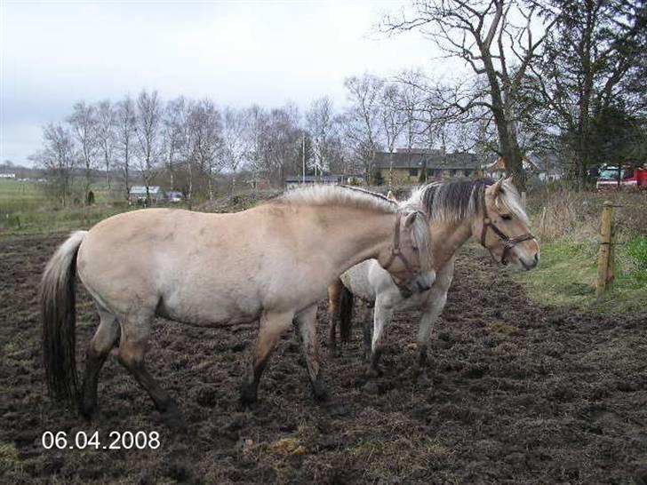 Fjordhest Sif Dybdal 1997 R.I.P  billede 3
