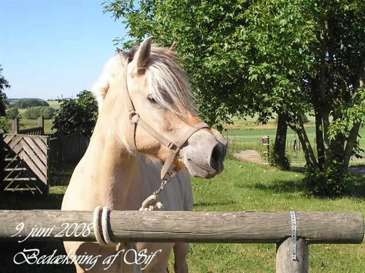 Fjordhest Sif Dybdal 1997 R.I.P  billede 4