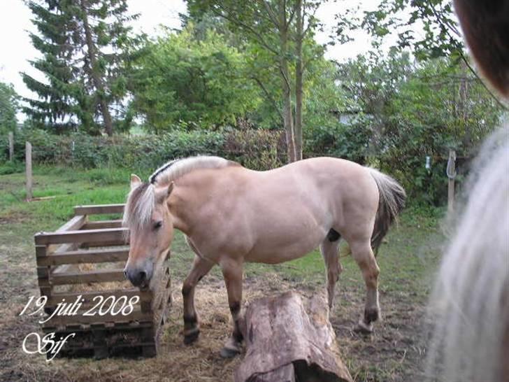 Fjordhest Sif Dybdal 1997 R.I.P  billede 5
