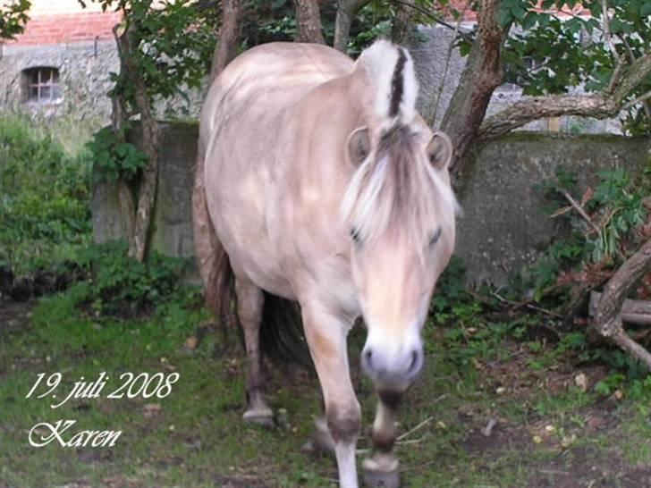 Fjordhest Sif Dybdal 1997 R.I.P  billede 6