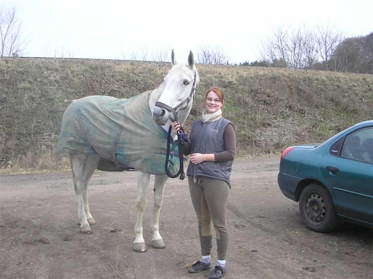 Hannoveraner Ribana - Stor og god hjertet! billede 9