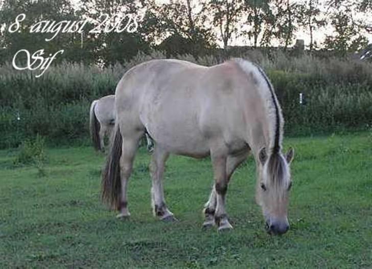 Fjordhest Sif Dybdal 1997 R.I.P  billede 7