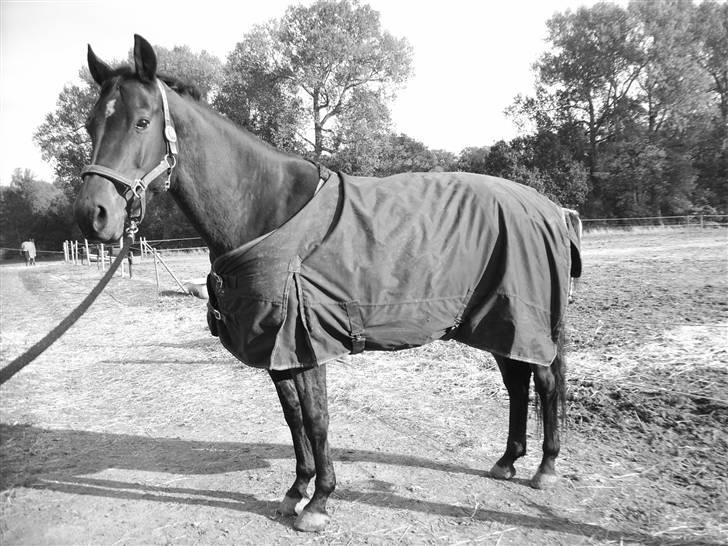 Dansk Varmblod Lancia skude 955 billede 4