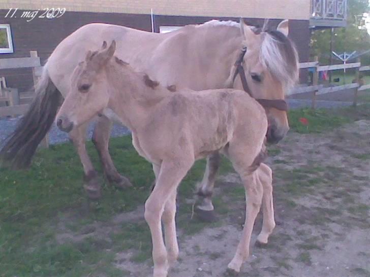 Fjordhest Sif Dybdal 1997 R.I.P  billede 8