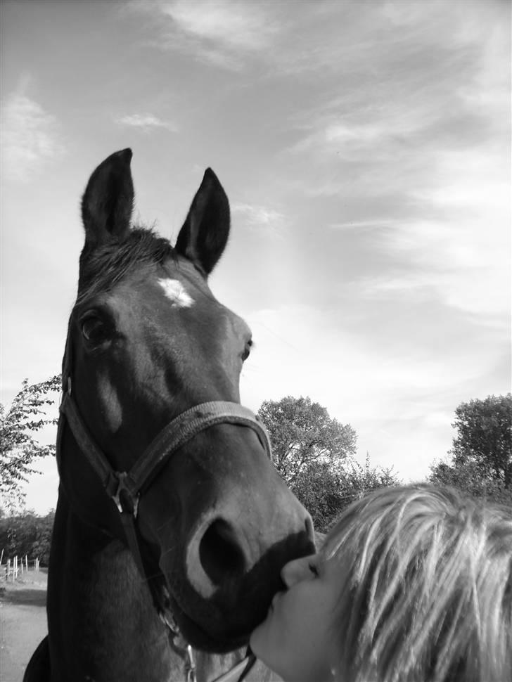 Dansk Varmblod Lancia skude 955 billede 5