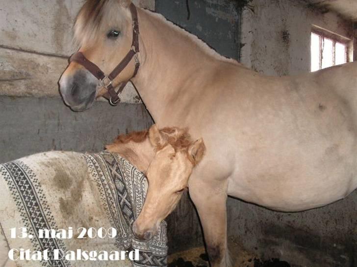 Fjordhest Sif Dybdal 1997 R.I.P  billede 9