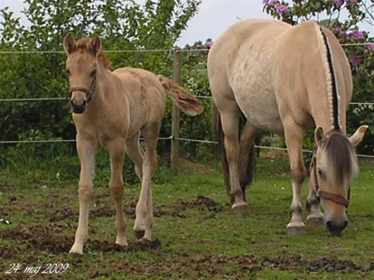 Fjordhest Sif Dybdal 1997 R.I.P  billede 10