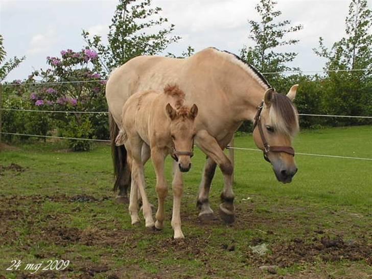 Fjordhest Sif Dybdal 1997 R.I.P  billede 11