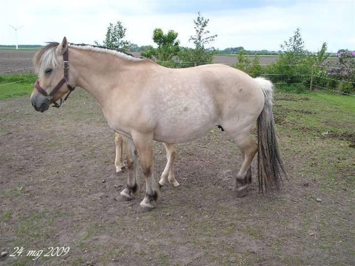 Fjordhest Sif Dybdal 1997 R.I.P  billede 12