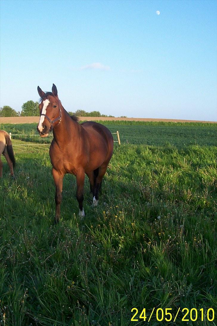 Dansk Varmblod Drudgaards Mylady >>Avl<< - Lige kommet på sommergræs 24. maj 2010 billede 17