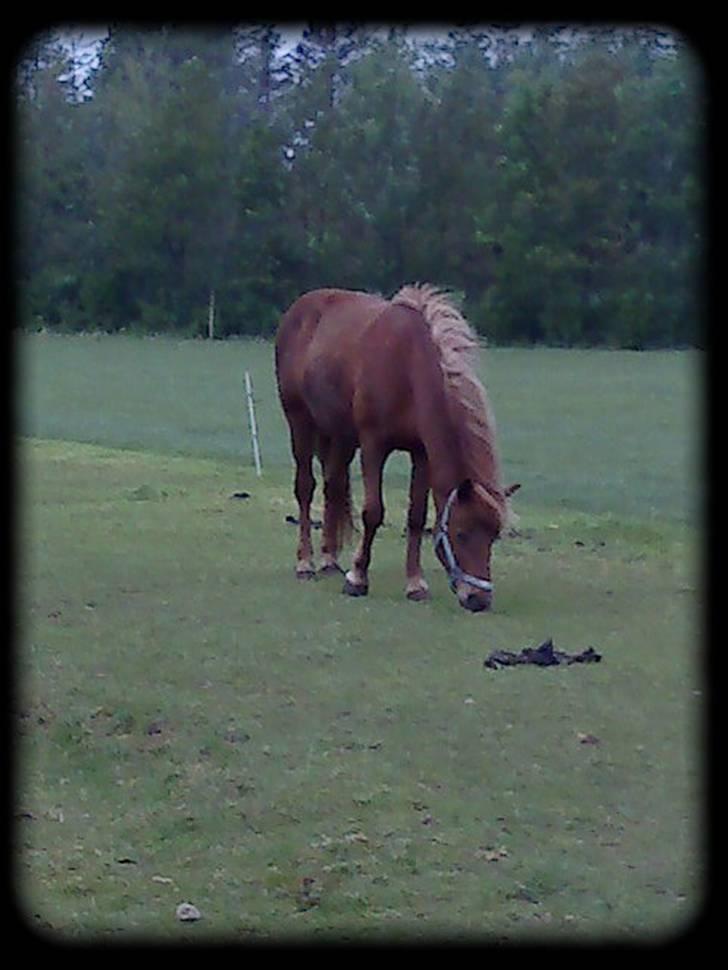 Anden særlig race Freyja R.I.P billede 9