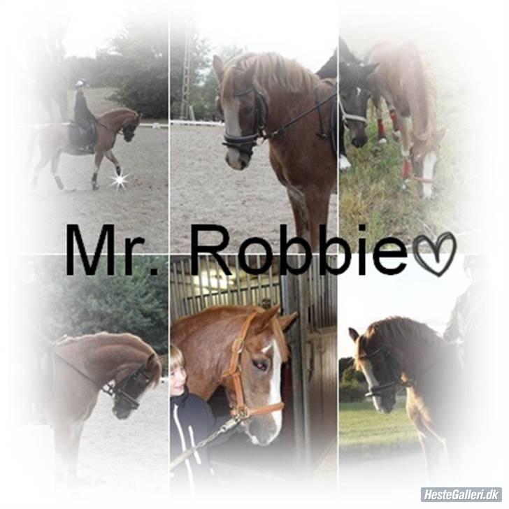 Anden særlig race Mr. Robbie - solgt billede 11