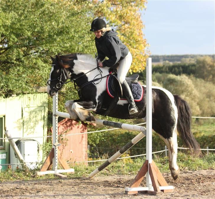 Irish Cob | Rain |  - 05.10.09 - 110cm <3 billede 11