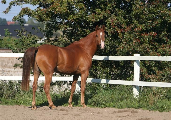 DSP Kristianborgs Basso billede 1