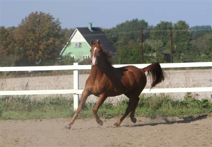 DSP Kristianborgs Basso billede 2