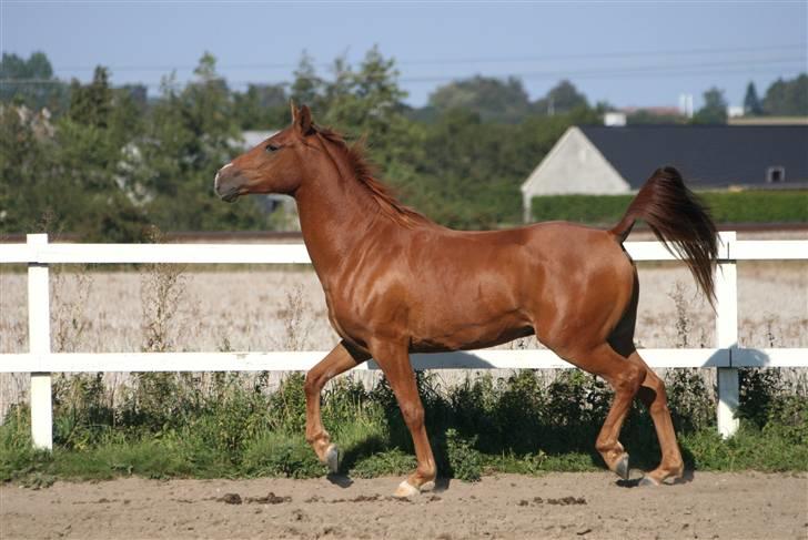 DSP Kristianborgs Basso billede 3