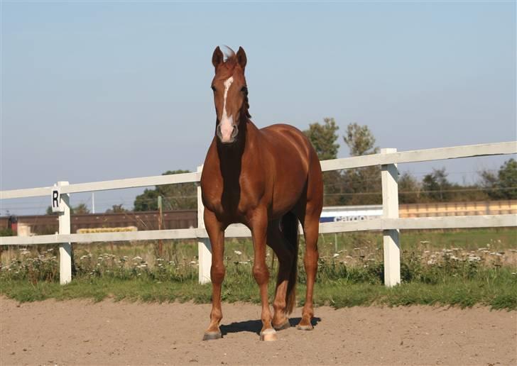 DSP Kristianborgs Basso billede 4