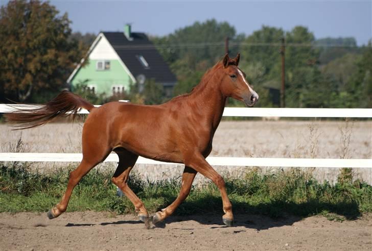 DSP Kristianborgs Basso billede 5