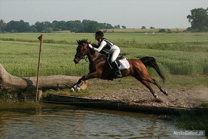 Anden særlig race Chanel <3  - Solgt - Første millitary stævne - 2010 billede 19