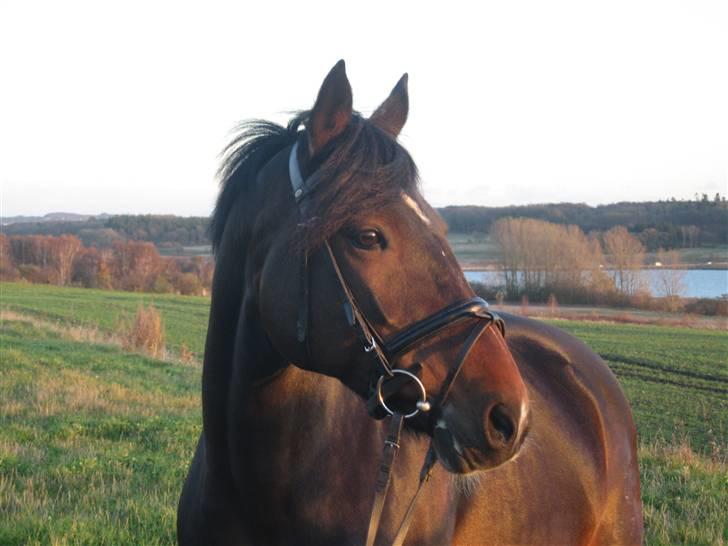 Connemara Carey (solgt) - EEEJJJ HVOR ER JEG HELDIG AT JEG HAR DIG CAREY billede 1