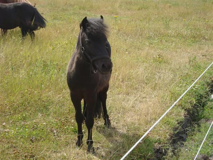 Miniature Krumme *Prinsen* billede 6