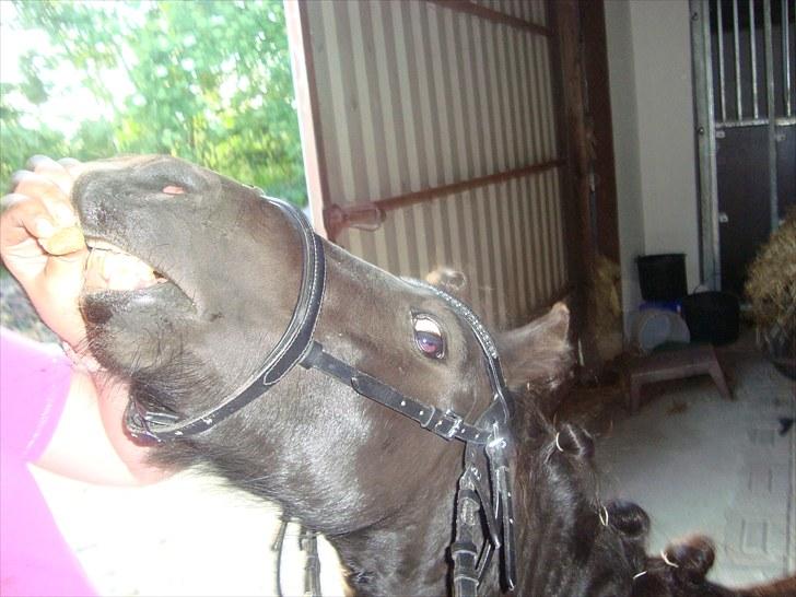 Miniature Krumme *Prinsen* billede 7