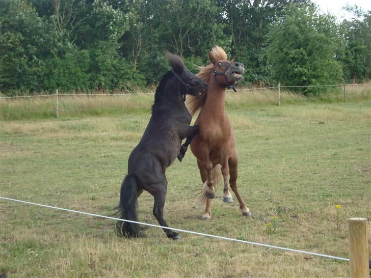 Miniature Krumme *Prinsen* billede 8