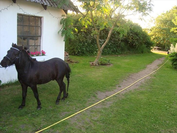 Miniature Krumme *Prinsen* - Øver stilling ! billede 10