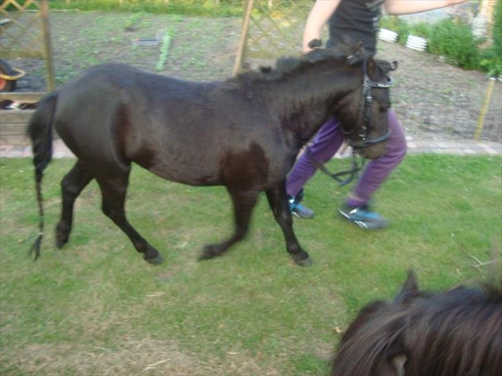 Miniature Krumme *Prinsen* - Kan han lige gå flot !? billede 11