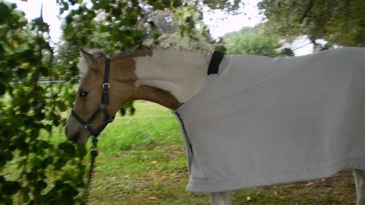 Anden særlig race  Wilse´s Santo billede 6