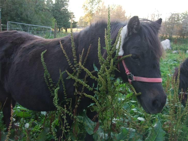 Shetlænder Tulle - Lille Tulle, planten er højest! Nu med plys på nakken :D billede 17