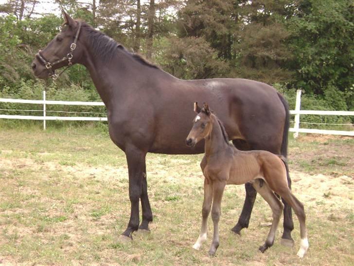 Dansk Varmblod Woopi Ask R.I.P - her er fra woopi´s første føl her på gården (dejlige Dinaldo) lige efter fødslen billede 17