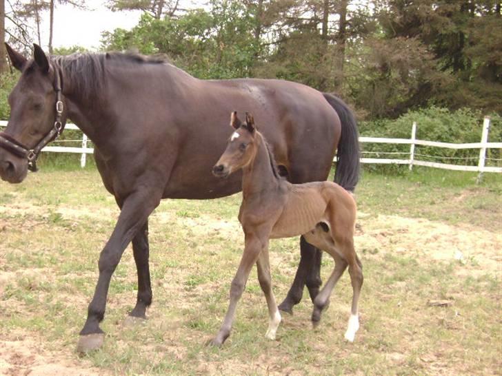 Dansk Varmblod Woopi Ask R.I.P - er de ikke bare dejlige ;) billede 18