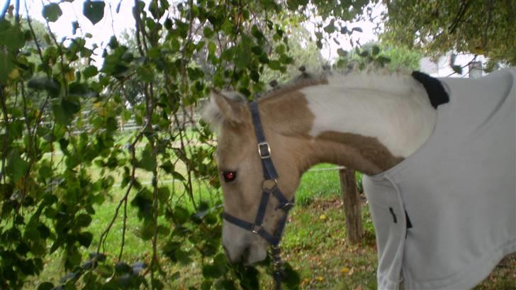 Anden særlig race  Wilse´s Santo billede 7