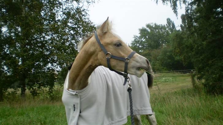 Anden særlig race  Wilse´s Santo billede 8