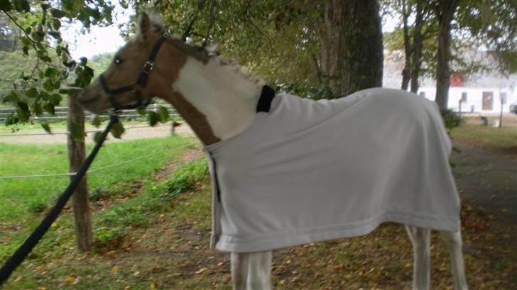 Anden særlig race  Wilse´s Santo billede 9