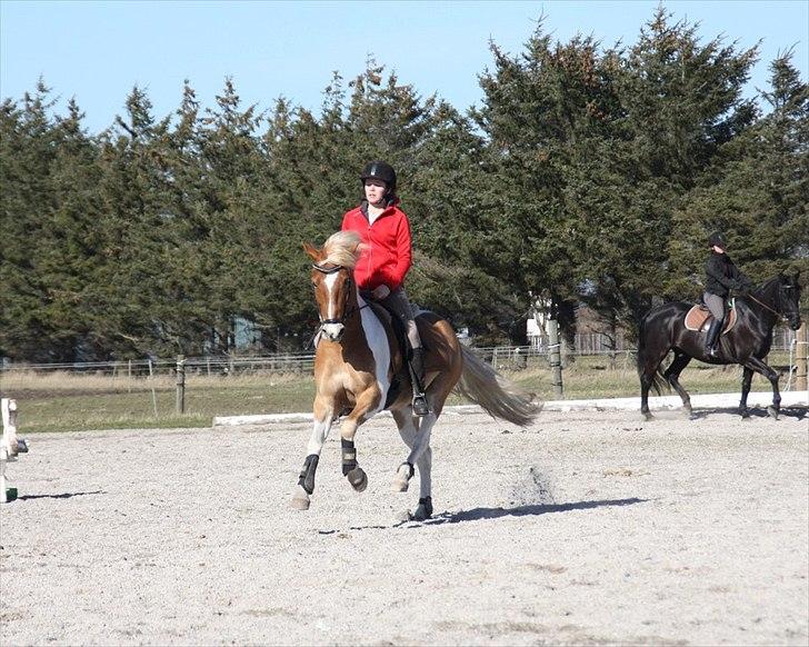 Pinto Julius - Solgt billede 5