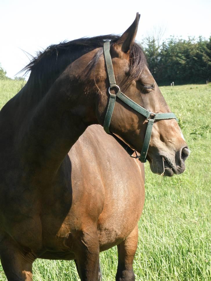 Anden særlig race Luna - En middagslur i solen billede 3