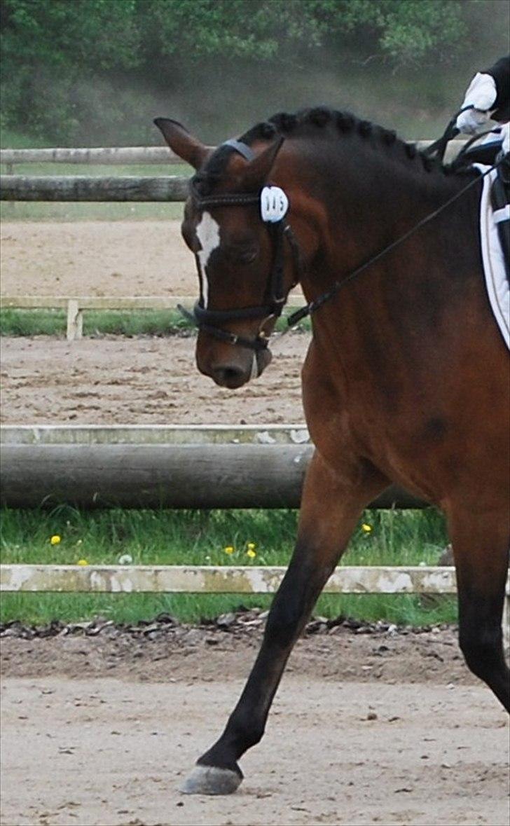 DSP Bæklunds Remus - solgt billede 14